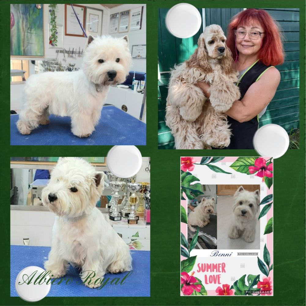 Diplomierte Hundefriseurin in Salzburg - Marina Ausweger - Hundesalon für alle Hunderassen 📞+436644546742