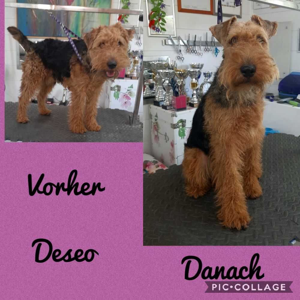 Diplomierte Hundefriseurin in Salzburg - Marina Ausweger - Hundesalon für alle Hunderassen 📞+436644546742