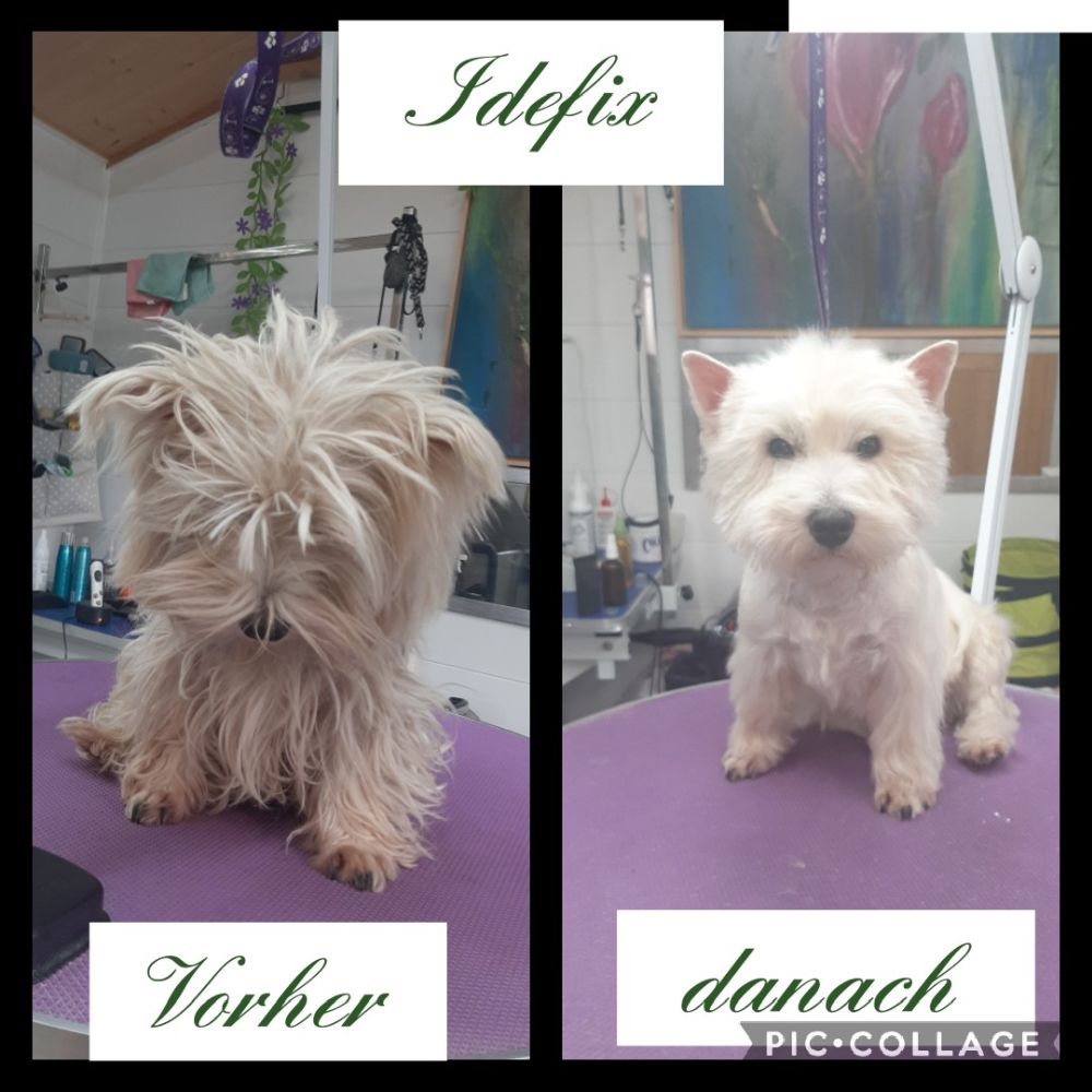 Diplomierte Hundefriseurin in Salzburg - Marina Ausweger - Hundesalon für alle Hunderassen 📞+436644546742