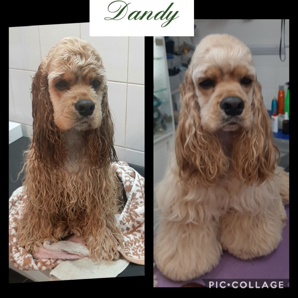 Diplomierte Hundefriseurin in Salzburg - Marina Ausweger - Hundesalon für alle Hunderassen 📞+436644546742