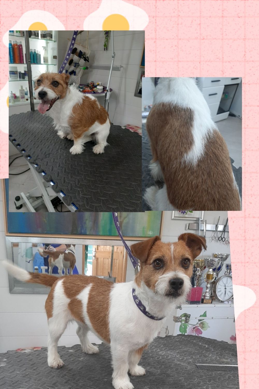 Diplomierte Hundefriseurin in Salzburg - Marina Ausweger - Hundesalon für alle Hunderassen 📞+436644546742